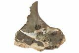 Permian Reptile Bone/Skull Fragments - Oklahoma #79504-1
